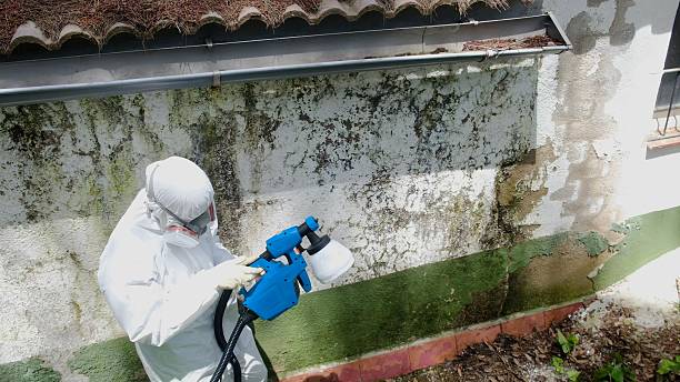 Trusted Commercial Mold Remediation service in Clinton, IL - Cheap Mold Removal